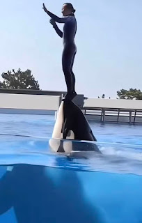Jessica Radcliffe Accident Jessica Radcliffe, Beloved Dolphin Trainer and Ocean Advocate, Dies in Tragic Accident